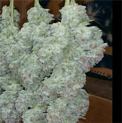 User uploaded image of Afghan Haze