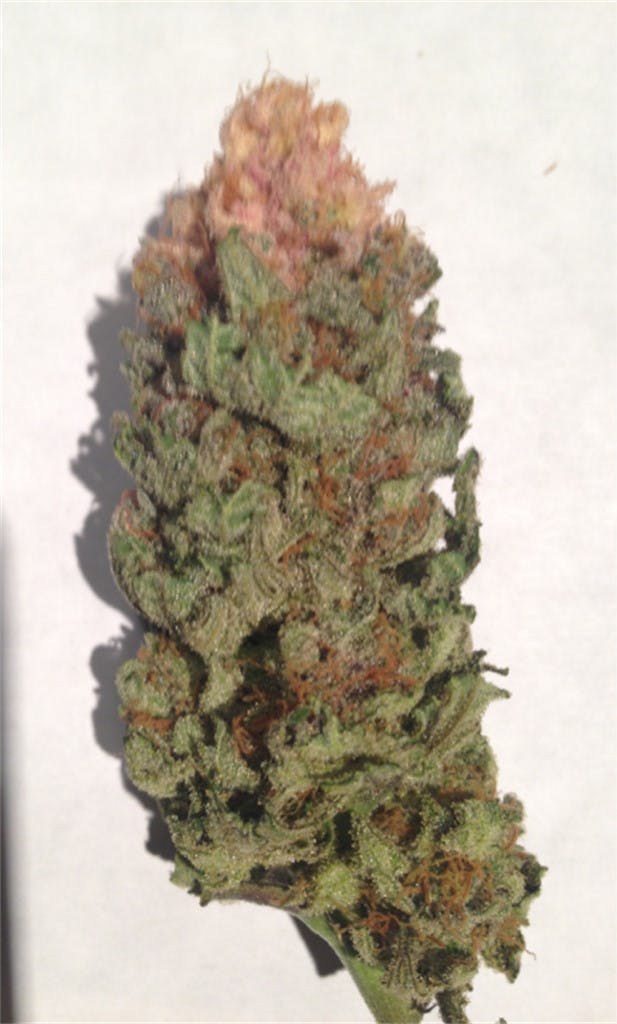 Photos of Afghan Kush Weed Strain Buds Leafly