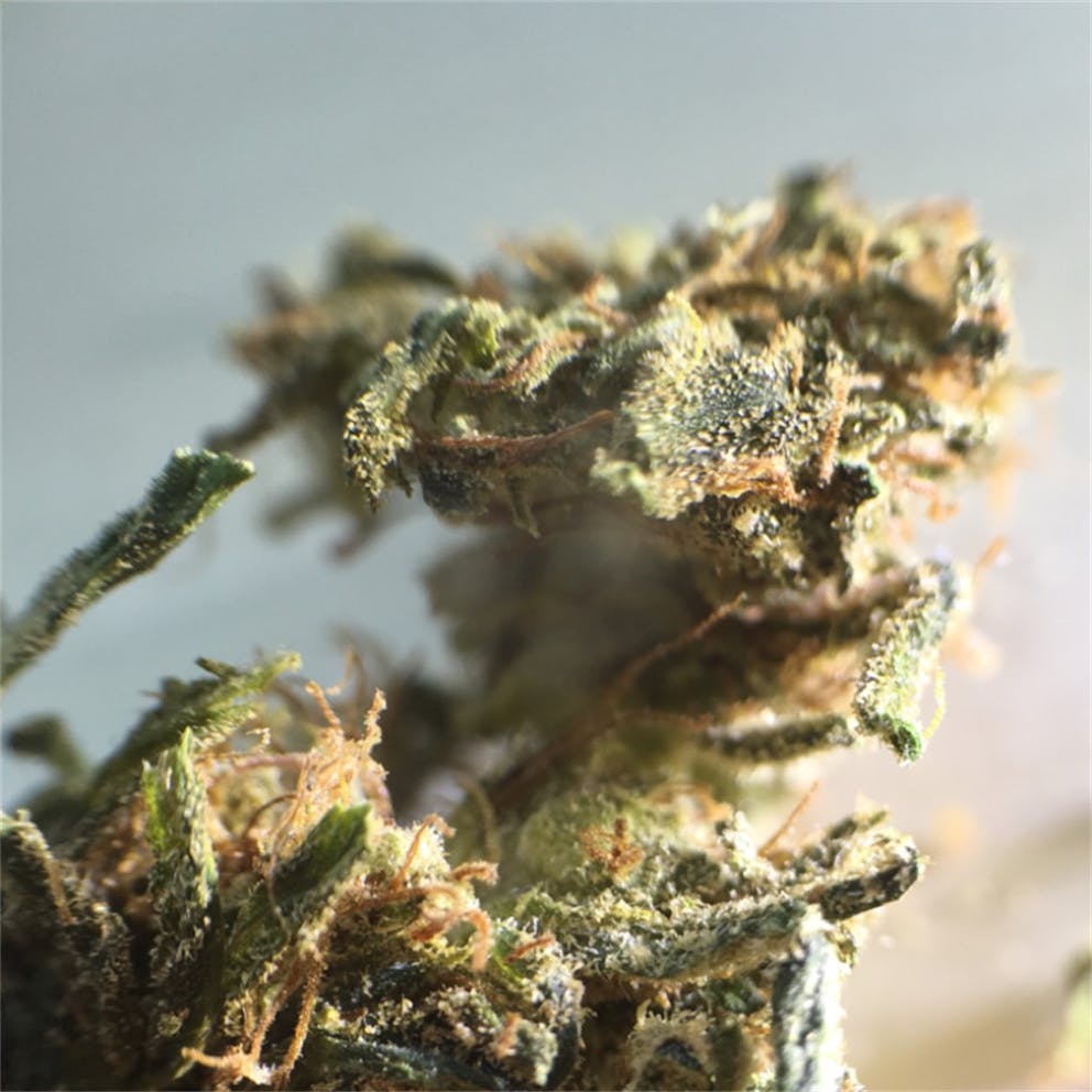 Photos Of Afghan Kush Weed Strain Buds Leafly