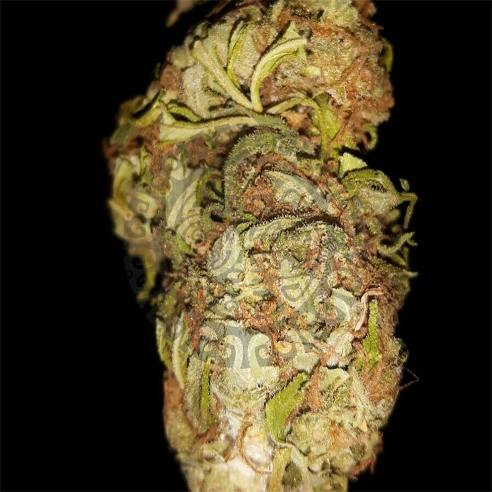 Photos of Afghan Kush Weed Strain Buds Leafly