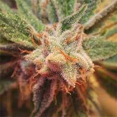 User uploaded image of Afghan Kush