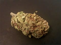 User uploaded image of Afghan Skunk