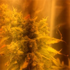 User uploaded image of Afghan Skunk