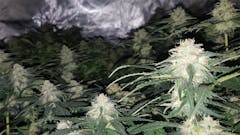 User uploaded image of Afghan Skunk