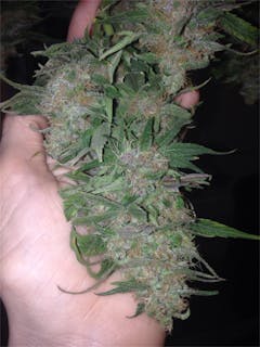 User uploaded image of Afghan Skunk
