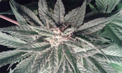 User uploaded image of Afghan Sour Kush