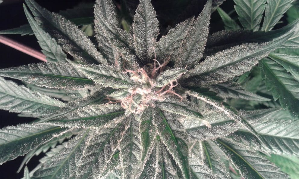 Photos of Afghan Sour Kush Weed Strain Buds Leafly