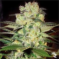 User uploaded image of Afghan Widow