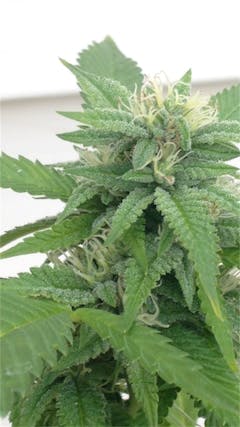 User uploaded image of Bullrider