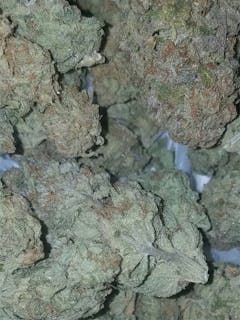 User uploaded image of Bullrider