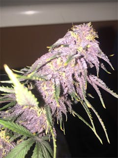 User uploaded image of Bullrider