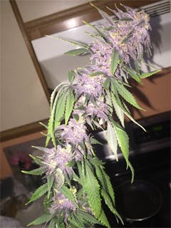 User uploaded image of Bullrider