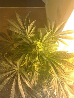 User uploaded image of Afghani CBD