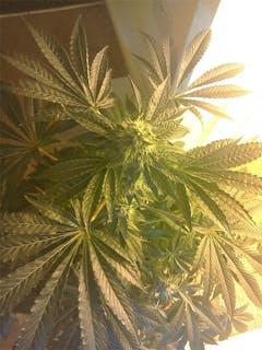 User uploaded image of Afghani CBD