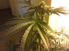 User uploaded image of Afghani CBD