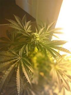 User uploaded image of Afghani CBD