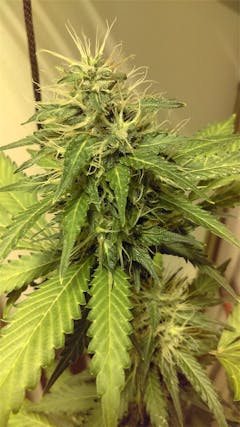 User uploaded image of Afghani