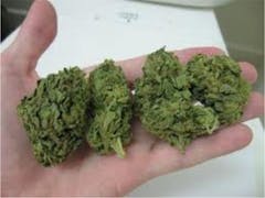 User uploaded image of Afghanica