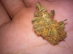 User uploaded image of Afghanica