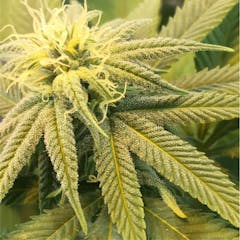 User uploaded image of Afgoo