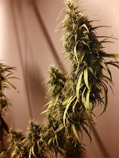 User uploaded image of African