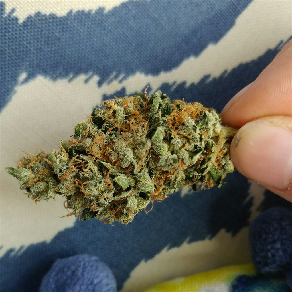 Afternoon delight strain rhythm
