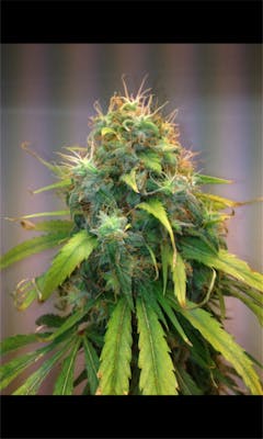 User uploaded image of Agent Orange