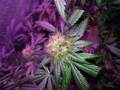 User uploaded image of Agent Tangie