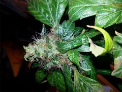 User uploaded image of Agent Tangie