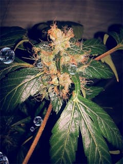 User uploaded image of Agent Tangie