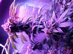 User uploaded image of Agent Tangie