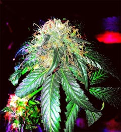 User uploaded image of Agent Tangie