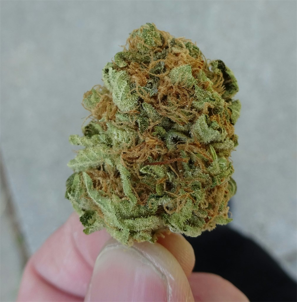 Photos Of AK-47 Weed Strain Buds | Leafly