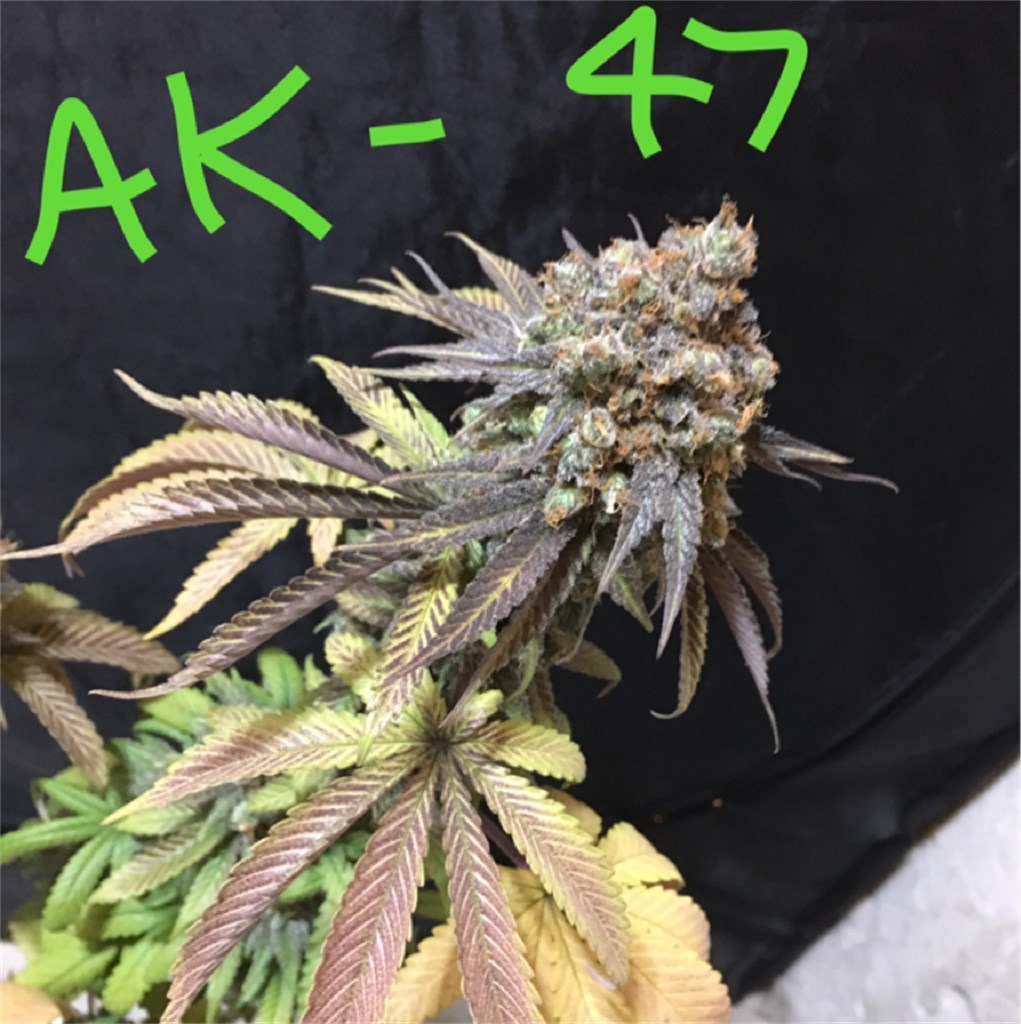 Photos Of AK-47 Weed Strain Buds | Leafly