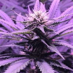 User uploaded image of AK-47