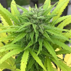 User uploaded image of AK-48