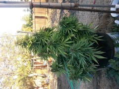 User uploaded image of Alaska Thunder Grape