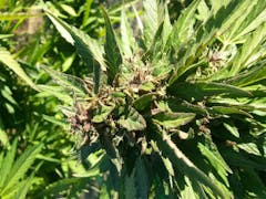 User uploaded image of Alaska Thunder Grape