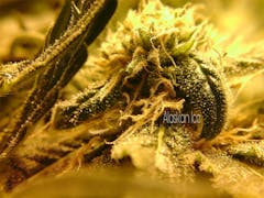 User uploaded image of Alaskan Ice