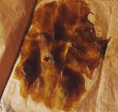 User uploaded image of Alaskan Ice