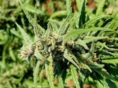 User uploaded image of Alaskan Thunder Fuck