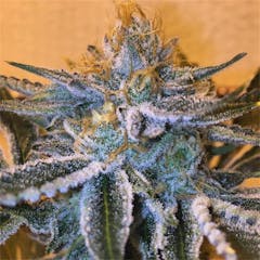 User uploaded image of Alf