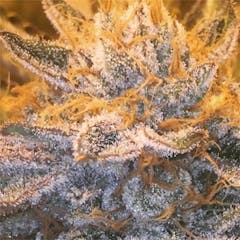 User uploaded image of Alf