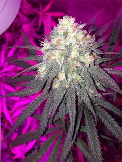 User uploaded image of Alien Hallucination