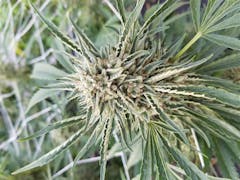 User uploaded image of Alien Inferno