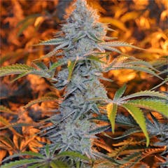 User uploaded image of Alien Rift