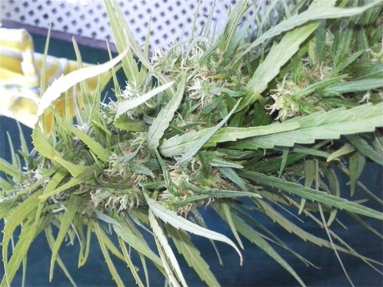 Aloha Weed Strain Information Leafly