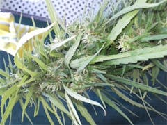 User uploaded image of Aloha