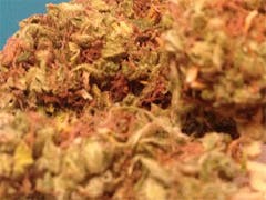 User uploaded image of Aloha