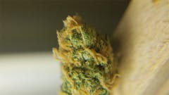 User uploaded image of Aloha